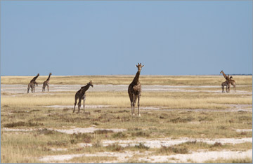 Giraffen / Giraffe (Giraffa camelopardalis)