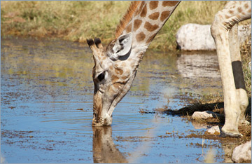 Giraffe / Giraffe (Giraffa camelopardalis)