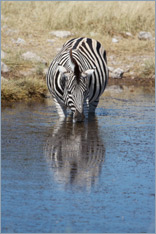 Steppenzebra / Burchell's Zebra (Equus quagga burchelli)