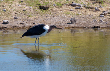 Marabu / Marabou Stork (Leptoptilos crumeniferus)