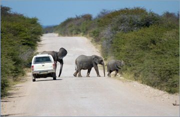 Afrikanische Elefanten / African bush elephant (Loxodonta africana)