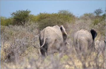 Afrikanische Elefanten / African bush elephant (Loxodonta africana)