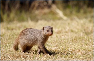 Zebramanguste / Banded Mongoose (Mungos mungo)