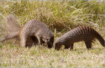 Zebramanguste / Banded Mongoose (Mungos mungo)