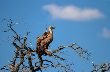 Weißrückengeier / White-backed Vulture (Gyps africanus)