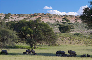 Streifengnus / Blue Wildebeest (Connochaetes taurinus)