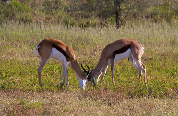 Springböcke / Springbok (Antidorcas marsupialis)