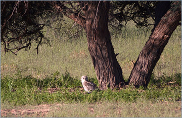 Milchuhu / Verreaux's Eagle Owl (Bubu lacteus)