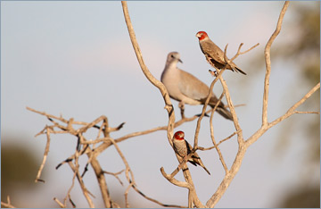 Rotkopfamadinen / Red-headed Finch (Amadina erythrocephala)