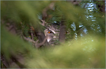 Weißgesichtseule / Southern White-faced Owl (Ptilopsis granti)