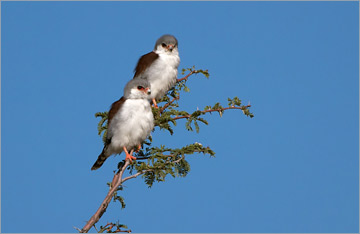 Pygmäenfalke / Pygmy Falcon (Polihierax semitorquatus)