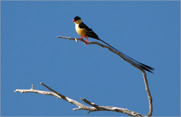 Königswitwe / Shaft-tailed Whydah (Vidua regia)