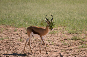 Springbock / Springbok (Antidorcas marsupialis)