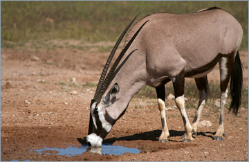 Oryxantilope / Gemsbok (Oryx gazella)