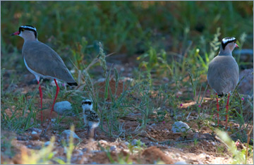 Kronenkiebitz / Crowned Lapwing (Vanellus coronatus)