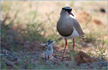 Kronenkiebitz / Crowned Lapwing (Vanellus coronatus)