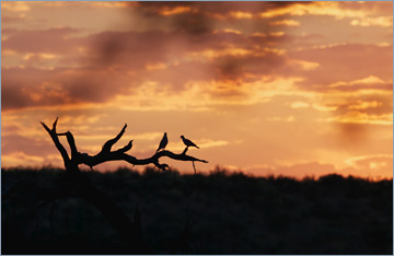 Abendstimmung in Urikaruus