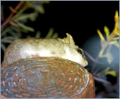 Akazienratte / Tree mouse (Thallomys paedulcus)