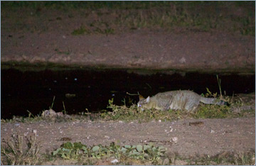 Afrikanische Wildkatze / African Wild Cat (Felis silvestris lybica) am Wasserloch Urikaruus