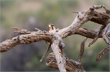 Lannerfalke / Lanner Falcon (Falco biarmicus)