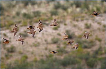 Nama-Flughühner / Namaqua Sandgrouse (Pterocles namaqua)