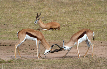 Springböcke / Springbok (Antidorcas marsupialis)