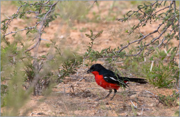 Rotbauchwürger / Crimson-breasted Shrike (Laniarius atrococcineus)