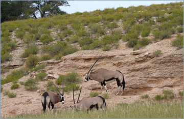 Oryxantilopen / Gemsbok (Oryx gazella)