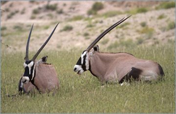 Oryxantilopen / Gemsbok (Oryx gazella)