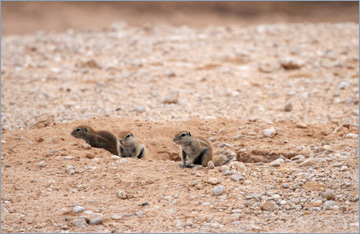 Erdhörnchen / Ground Squirrel (Xerus inauris)