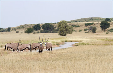 Oryxantilopen / Gemsbok (Oryx gazella)