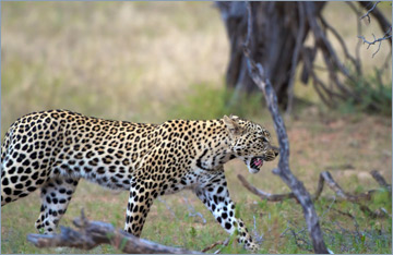 Leopard / Leopard (Panthera pardus)