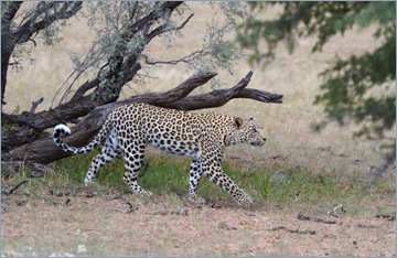 Leopard / Leopard (Panthera pardus)