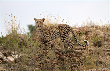 Leopard / Leopard (Panthera pardus)