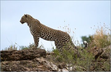 Leopard / Leopard (Panthera pardus)