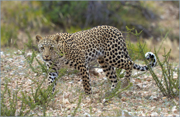 Leopardin im Kgalagadi Transfrontier Park