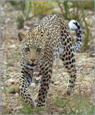 Leopard / Leopard (Panthera pardus)