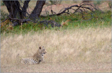 Leopard / Leopard (Panthera pardus)