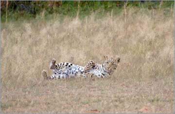 Leopard / Leopard (Panthera pardus)