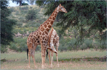 Giraffen / Giraffe (Giraffa camelopardalis)