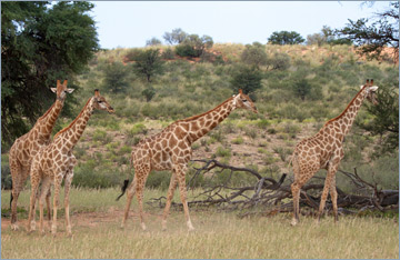 Giraffen / Giraffe (Giraffa camelopardalis)