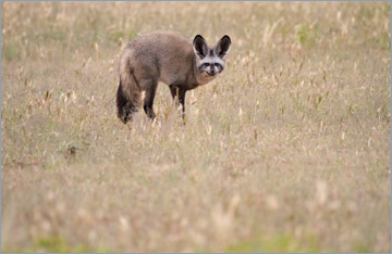 Löffelhund / Bat-eared Fox (Otocyon megalotis)