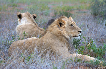 Löwen / Lion (Panthera leo)