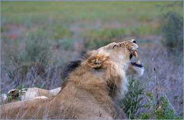 Löwen / Lion (Panthera leo)
