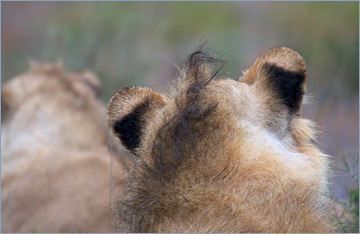 Löwen / Lion (Panthera leo)