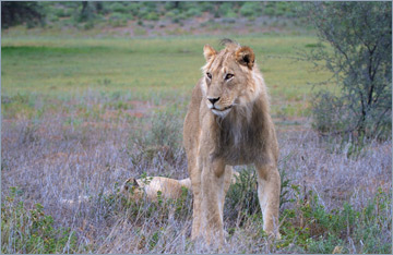 Löwen / Lion (Panthera leo)