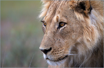 Löwe / Lion (Panthera leo)