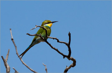 Schwalbenschwanzspint / Swallow-tailed Bee-eater (Merops hirundineus)