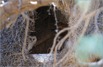 Schleiereulen in einem alten Webervogelnest