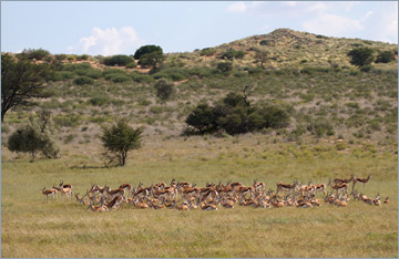 Springböcke / Springbok (Antidorcas marsupialis)